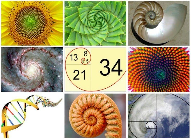 fibonacci in nature