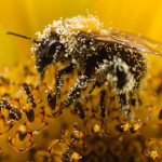 A bee collects pollen from a sunflower in Utrecht