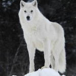 Arctic_wolf_by_Arctic_Wolf_Alpine.jpg