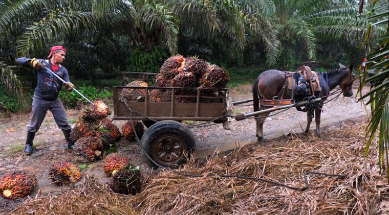 A farmer loads palm oil fruits onto a cart at La Confianza, a peasant-run palm oil plantation in Bajo Aguán